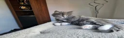 Mixed Breed cats for sale: Mixed breed beautiful girl  - Advert 3