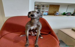 Italian Greyhound dogs for sale: Beautiful Pure Bred Italian Greyhounds - Image 5
