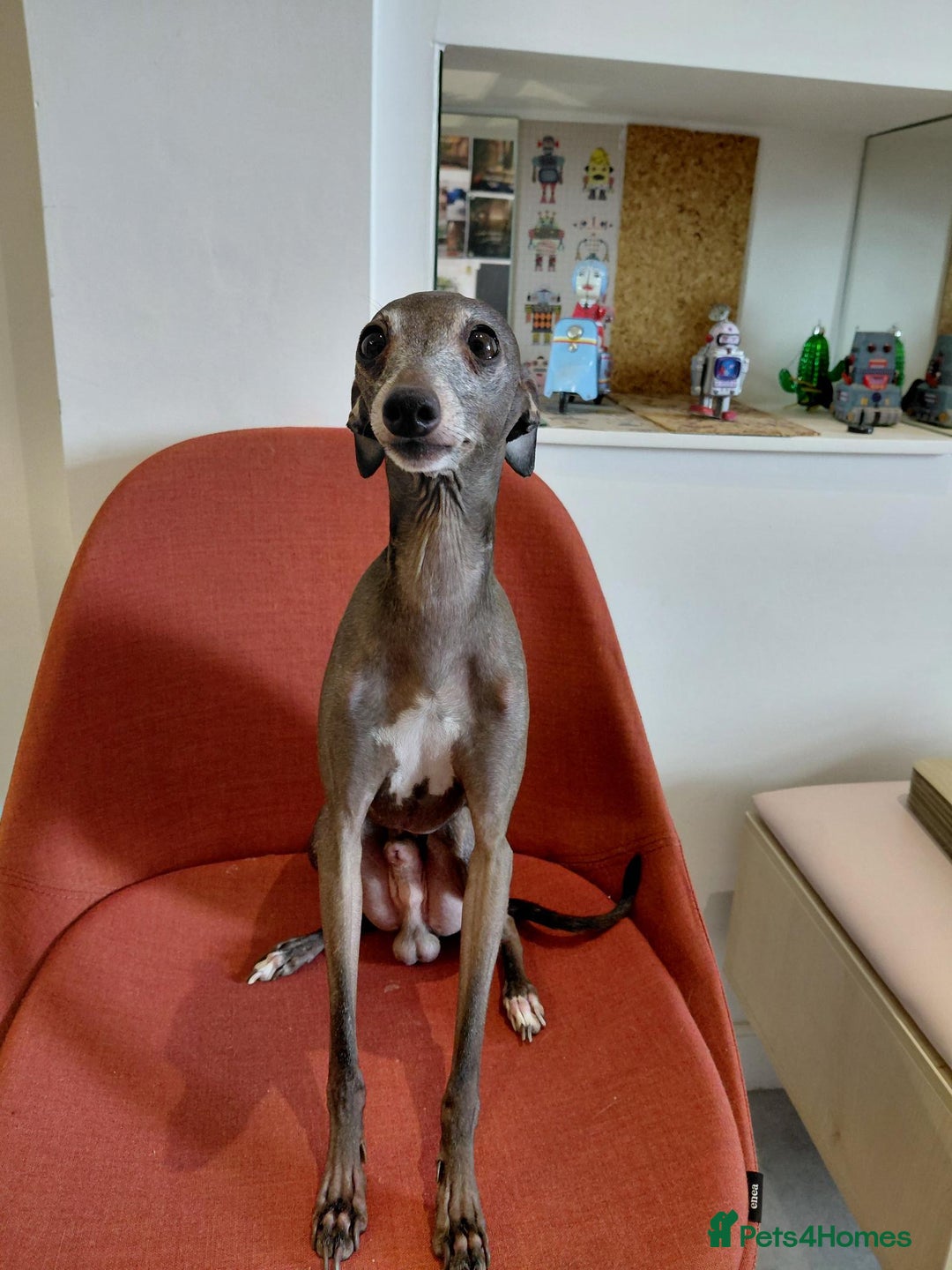 Italian Greyhound dogs for sale: Beautiful Pure Bred Italian Greyhounds - Image 5