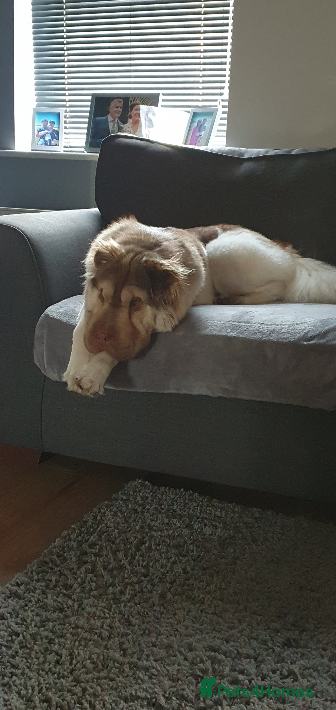 Mixed Breed dogs for sale: 3 beautiful bitches - Image 18