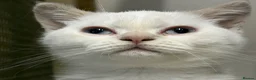 British Shorthair cats for sale: British Shorthair Kitten - Advert 2
