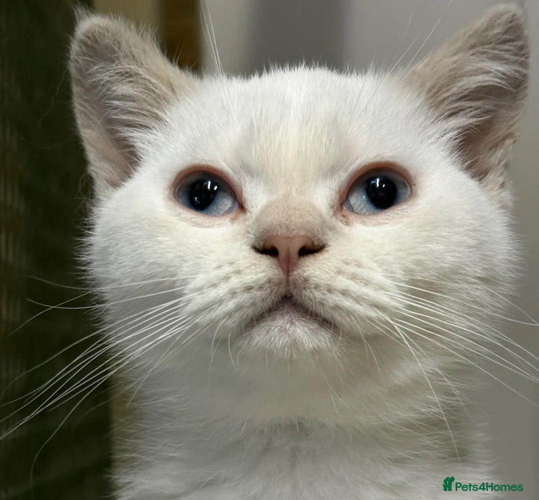 British Shorthair cats for sale: British Shorthair Kitten - Advert 2
