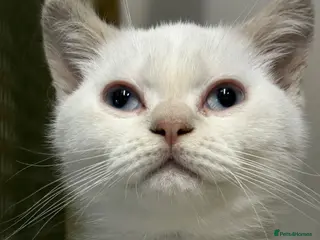 British Shorthair cats British Shorthair Kitten - Advert 1