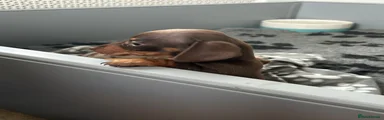 Miniature Dachshund Puppy 1