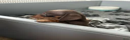Miniature Dachshund dogs for sale: Two stunning kc reg mini girls  - Advert 3