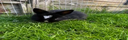 Netherland Dwarf rabbits for sale: Pure Netherland dwarf   - Advert 18