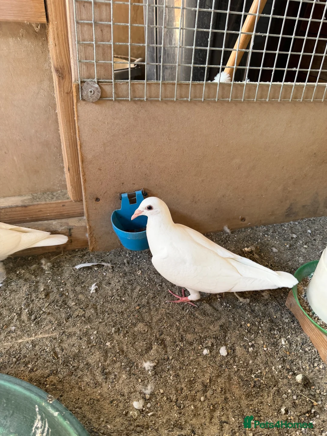 Pigeons birds for sale: Logan pigeons for sale  - Advert 2