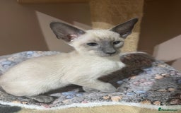 Siamese cats for sale: 3 affectionate Siamese kittens available  - Image 11