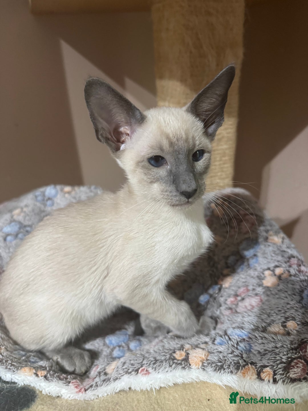 Siamese cats for sale: 3 affectionate Siamese kittens available  - Image 11