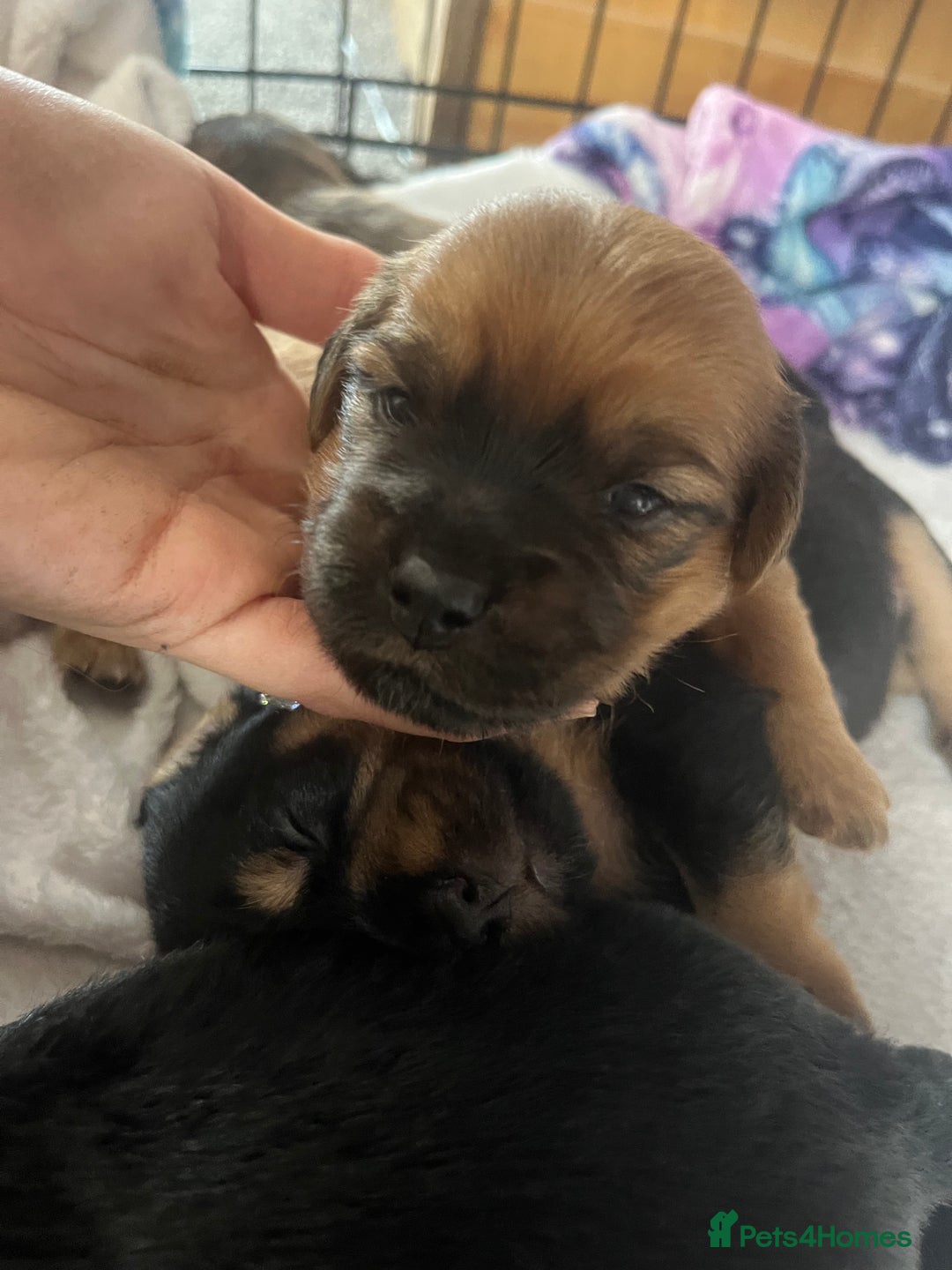 Mixed Breed dogs for sale: Beautiful dachshund/jug x terrier - Image 26