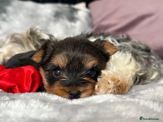 Yorkshire Terrier dogs Cute yorki Girl - Advert 1