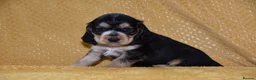 Cocker Spaniel dogs for sale: Show Type Kc Reg Cocker Spaniel Puppies - Advert 17