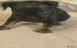 Mixed Breed dogs for sale: 4 french bulldog x boarder terror girls  - Image 16