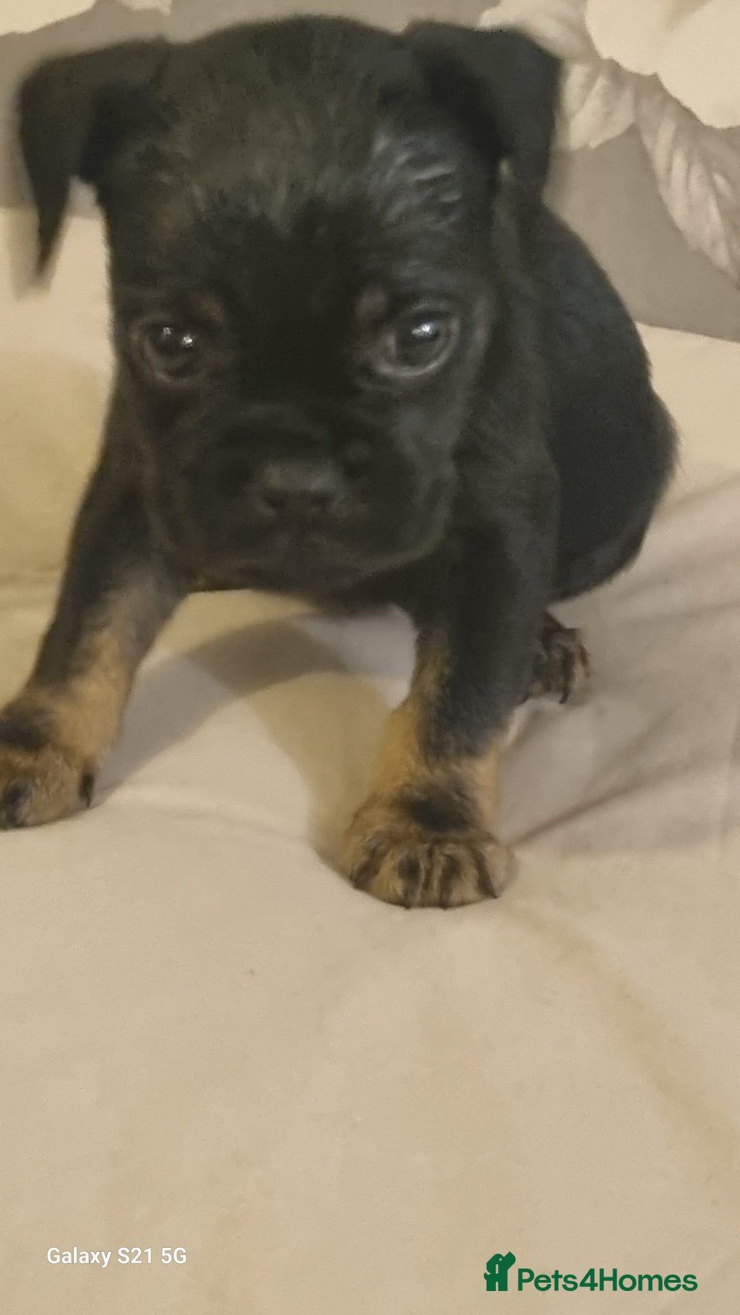 Mixed Breed dogs for sale: 4 french bulldog x boarder terror girls  - Image 16