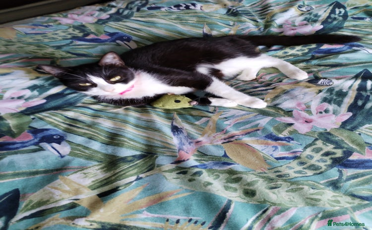 Domestic Shorthair cats - Advert 3