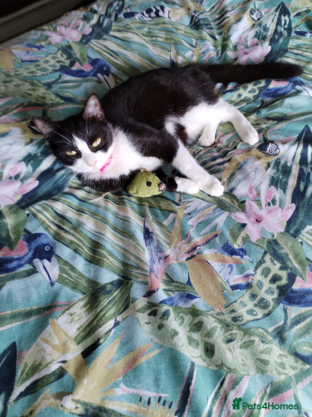 Domestic Shorthair cats for sale: Lovely little cat  - Image 1