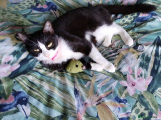 Domestic Shorthair cats - Advert 35