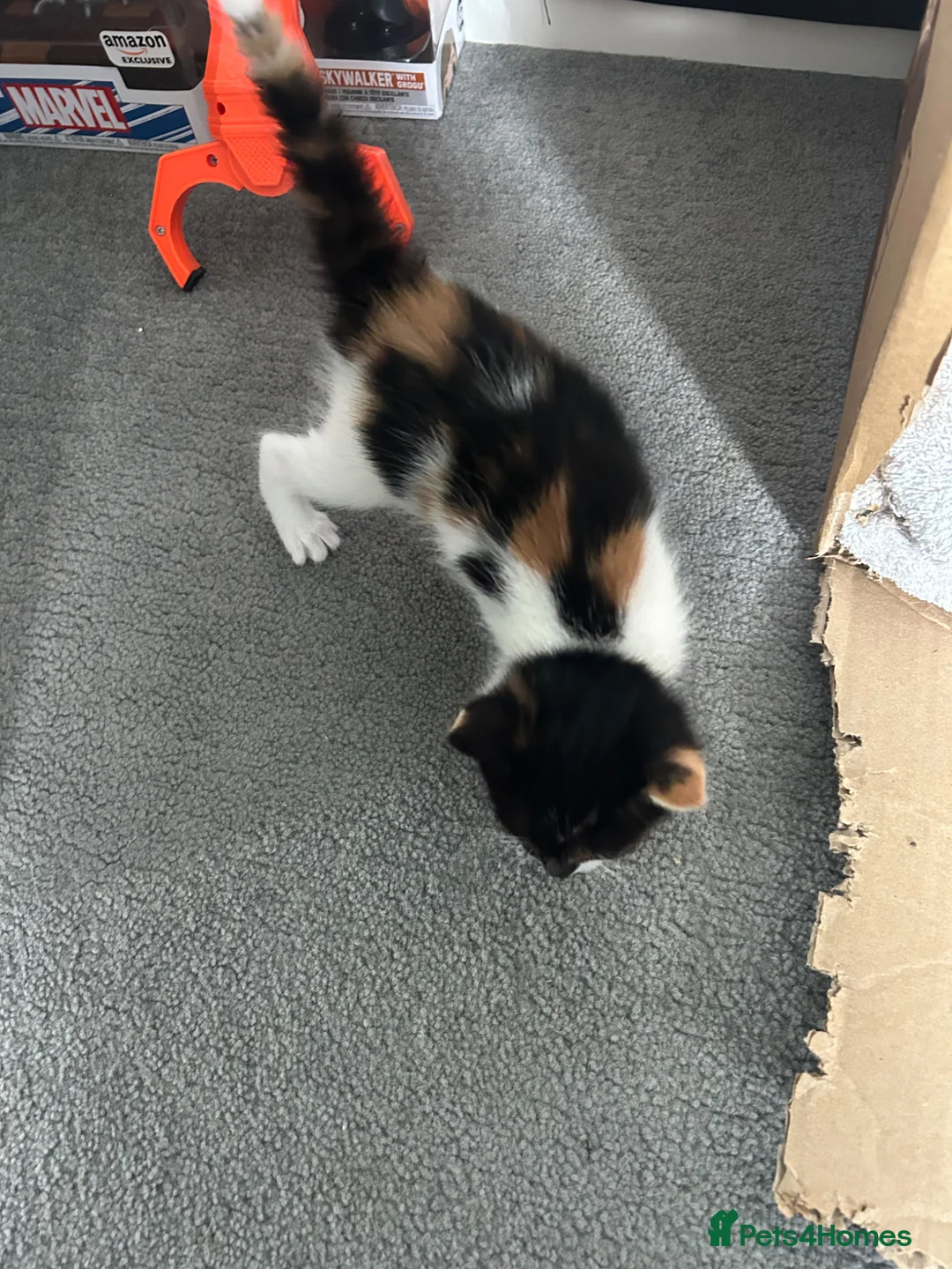Mixed Breed cats for sale: 2 girls left  - Advert 8