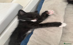Maine Coon cats for sale: 8 weeks old 4 male 1 female ready to go new homes  - Image 13