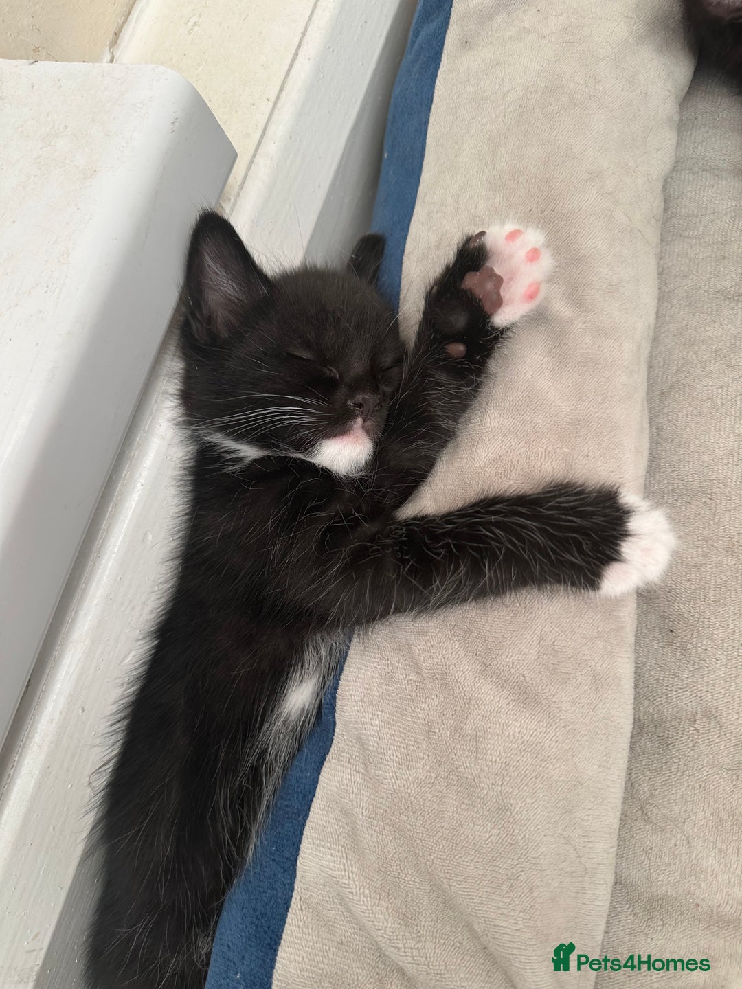 Maine Coon cats for sale: 8 weeks old 4 male 1 female ready to go new homes  - Image 13
