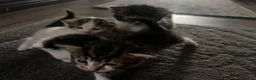 Mixed Breed cats for sale: Beautiful kittens ready to leave soon  - Advert 15