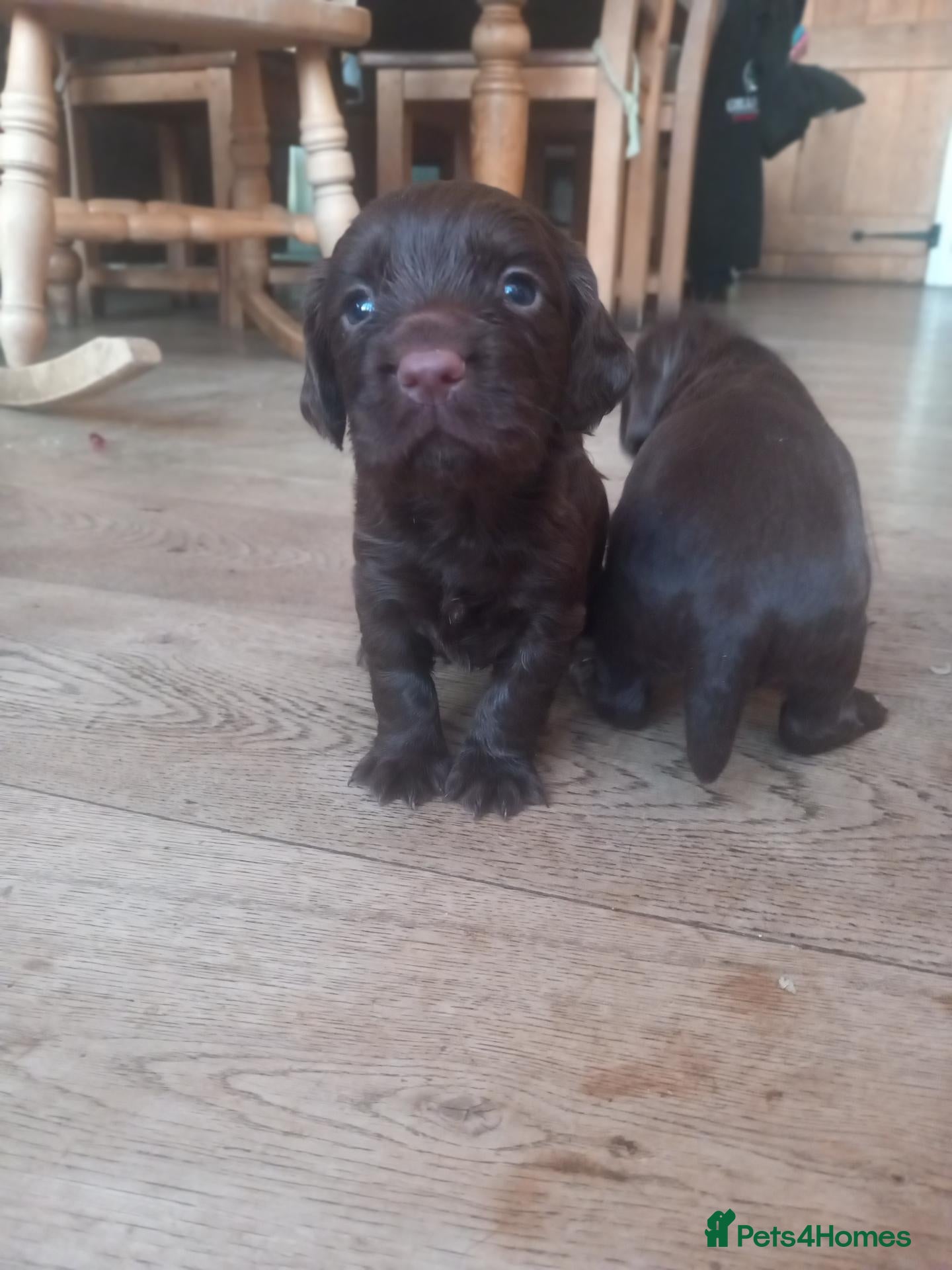 Cocker Spaniel dogs Working cocker spaniels pups for sale  - Advert 13