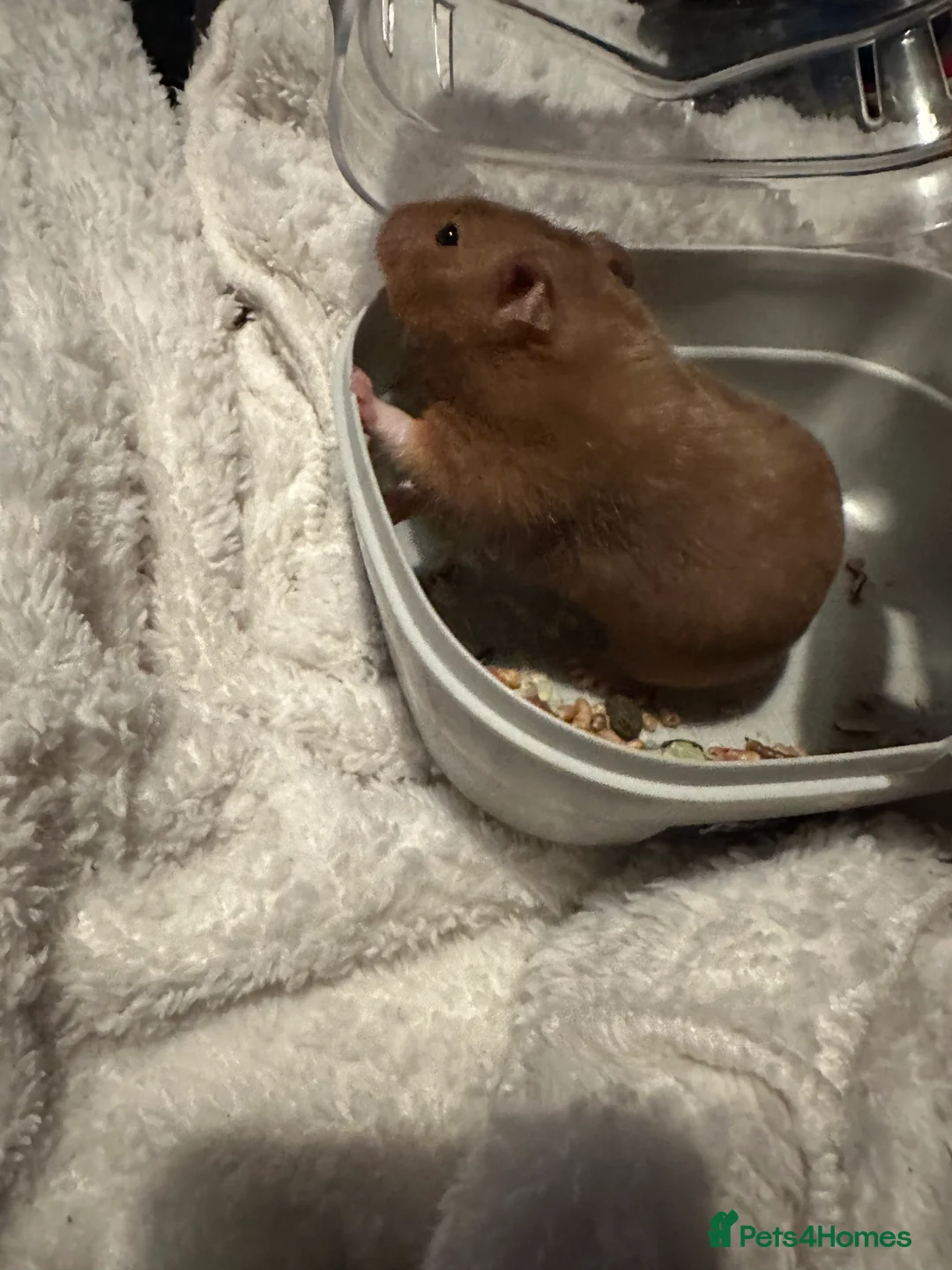 Hamster rodents for sale: Female Syrian hamster with cage - Advert 9