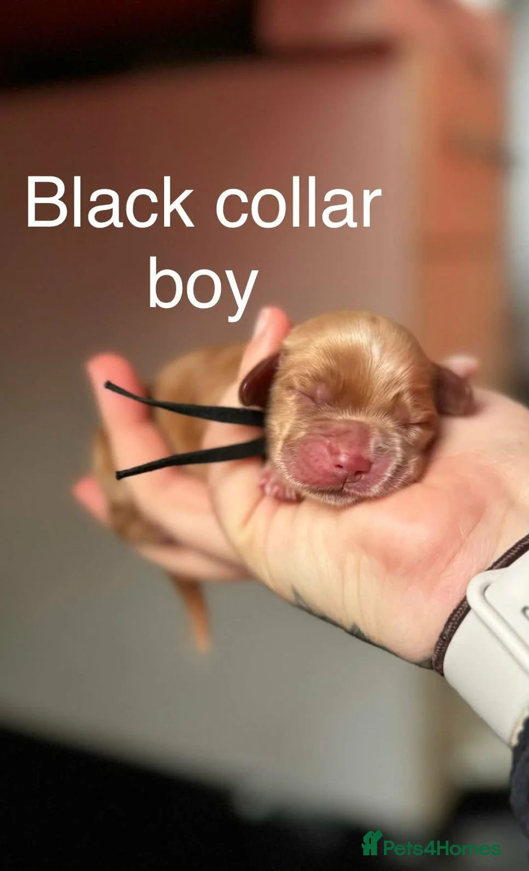 Cocker Spaniel dogs for sale: Stunning dark fox red and golden cockers - Advert 10