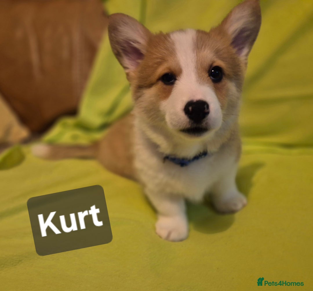 Welsh Corgi Pembroke dogs for sale: 8  Wales Pembroke Corgi puppy's - Advert 25