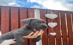 Cane Corso dogs for sale: cane corso pups - Image 1