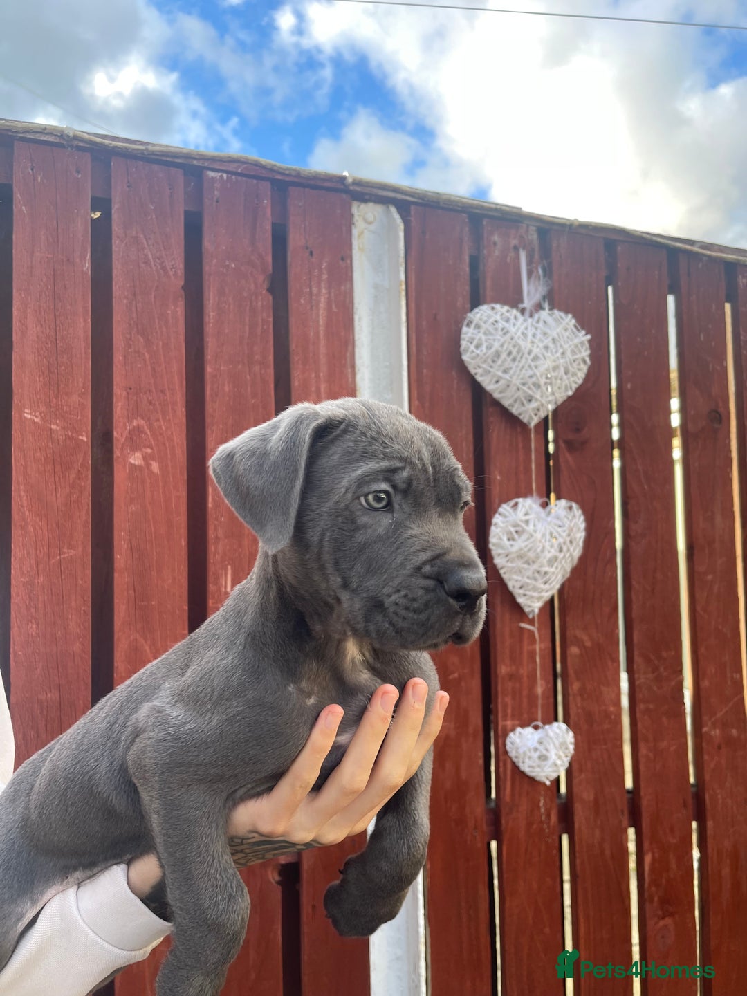 Cane Corso dogs for sale: cane corso pups - Image 1