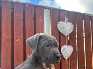 Cane Corso dogs - Advert 22