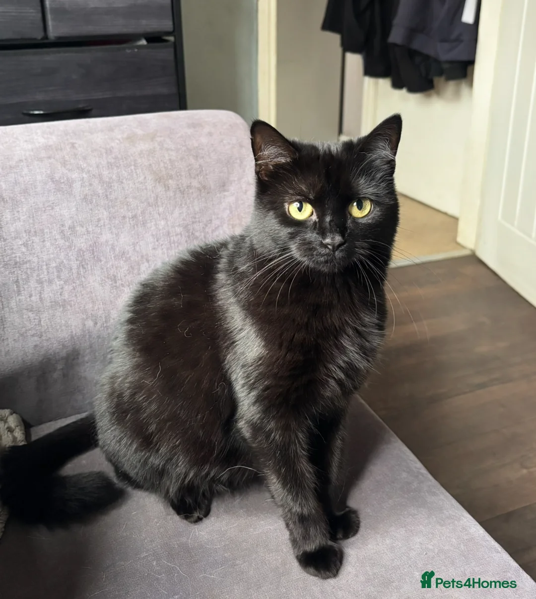 Mixed Breed cats for sale: 🤍3 adorable kittens🤍 - Advert 2