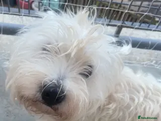 West Highland Terrier dogs Rehome a west highland terroir - Advert 11