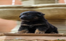 German Shepherd dogs for sale: Pedigree German Shepherd pups for sale - Image 11
