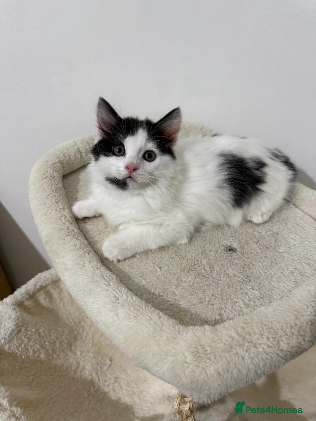 Mixed Breed cats for sale: Black and white long haired male kitten - Advert 10