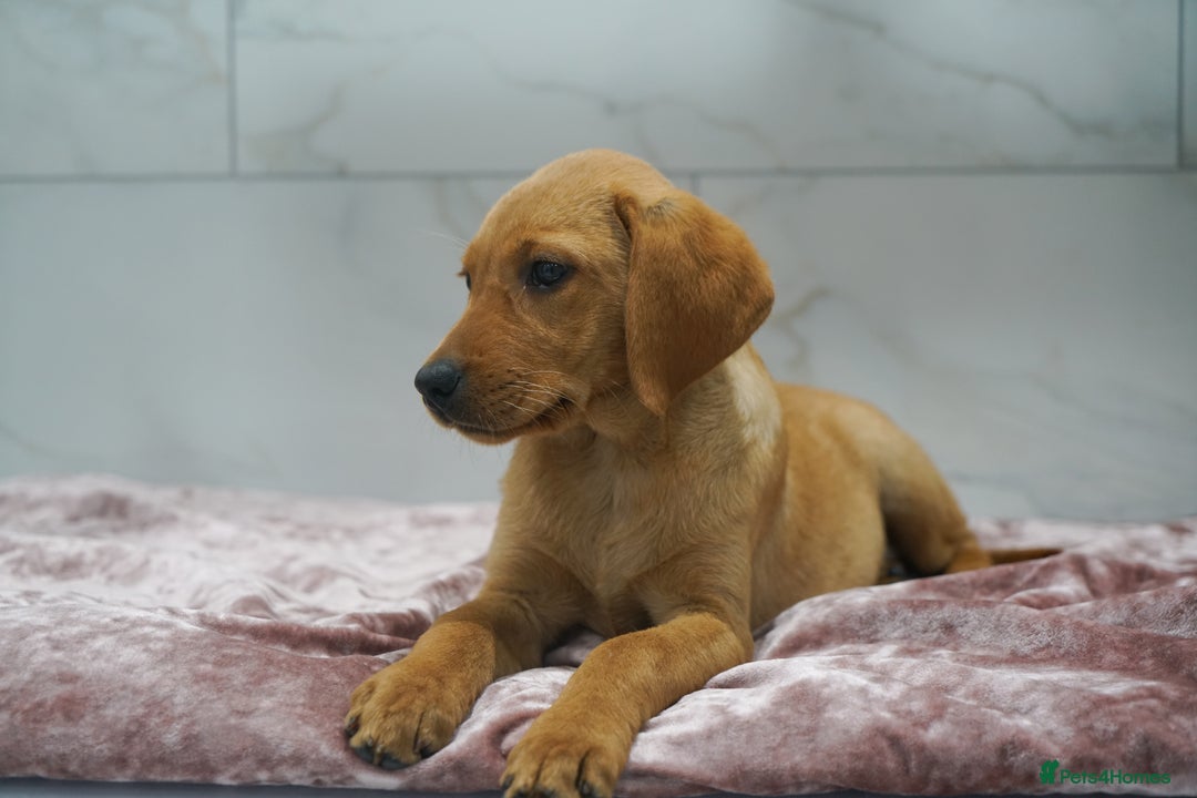 Labrador Retriever dogs for sale: Exceptional Health Tested KC Labrador Puppies - Image 12