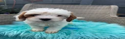 Cavapoo dogs for sale:  2 Beautiful Cavapoo Boys  - Advert 2
