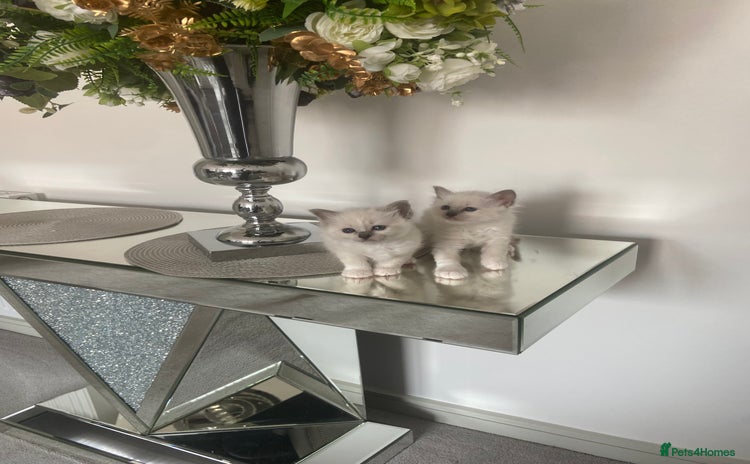 Birman cats - Advert 1