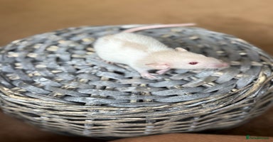 Rat rodents - Advert 2