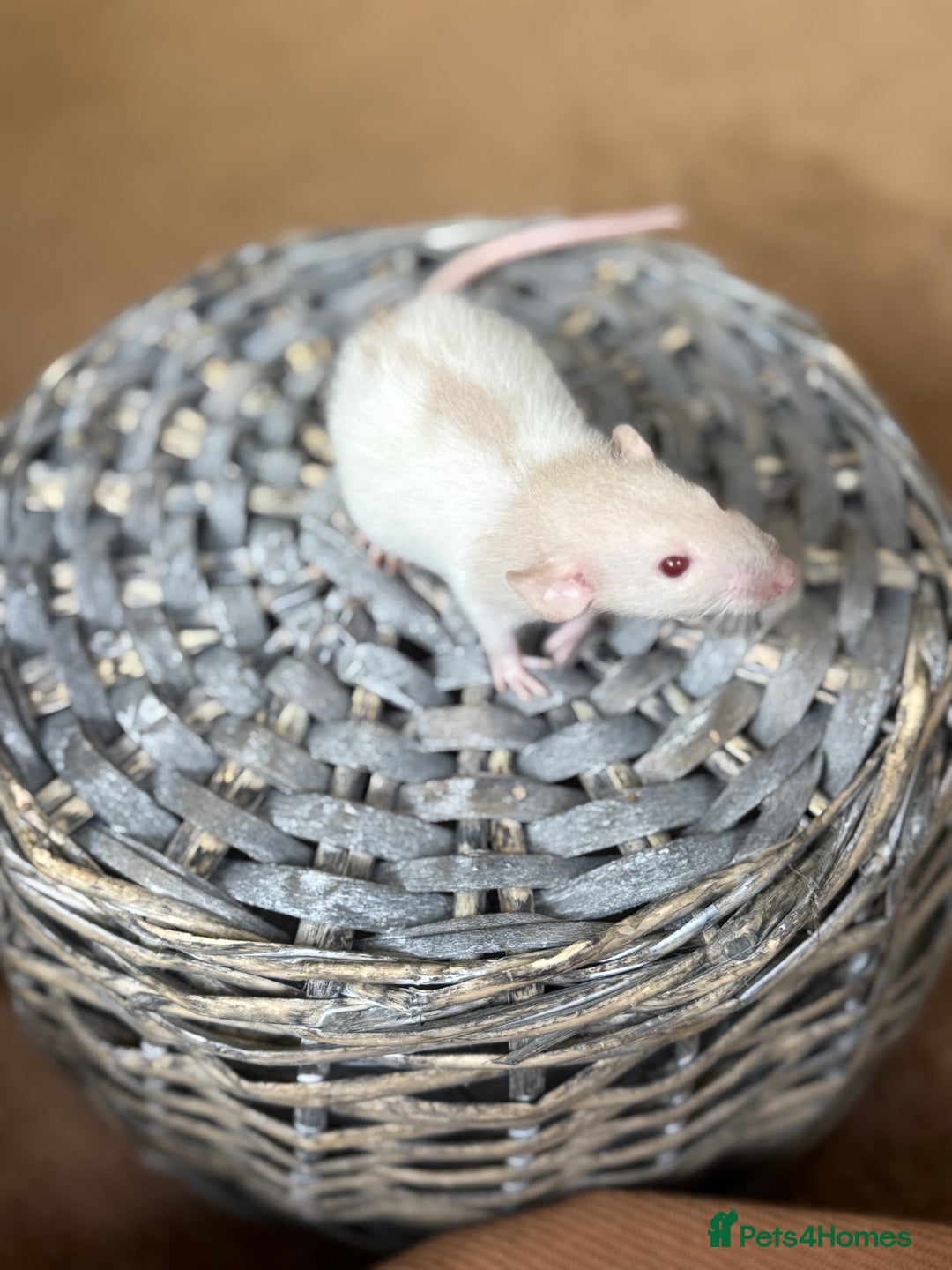 Rat rodents for sale: Ready to leave. Dumbo. Rex. Siamese.  - Image 3