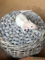 Rat rodents - Advert 2