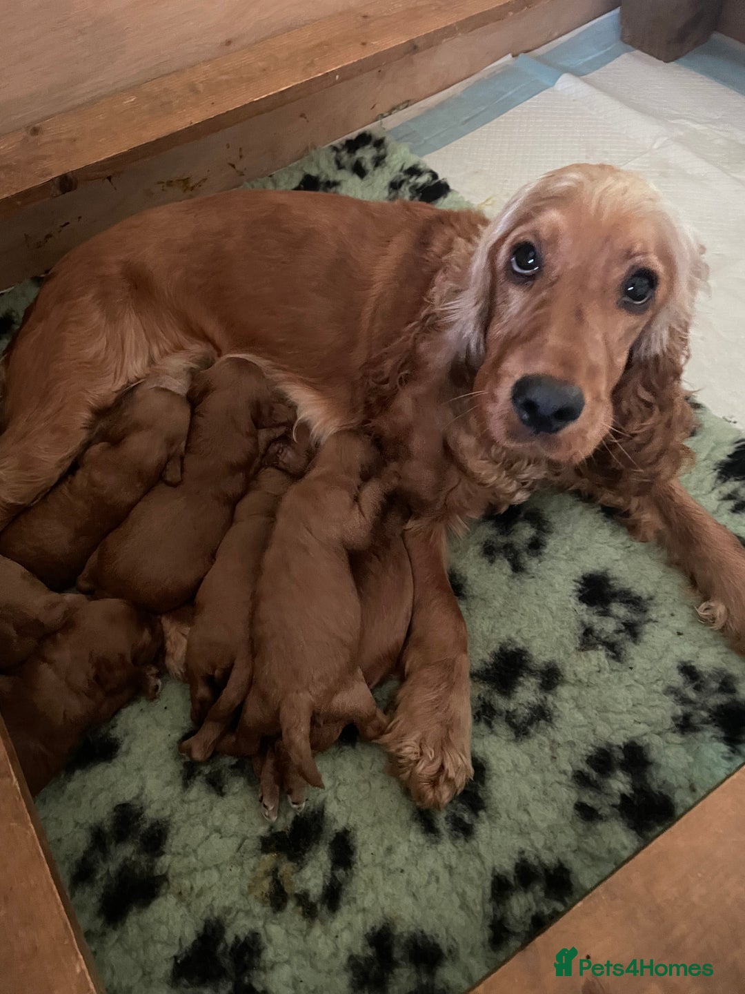 Cockapoo dogs for sale: * health tested through parentage*F1 Cockapoo - Image 2