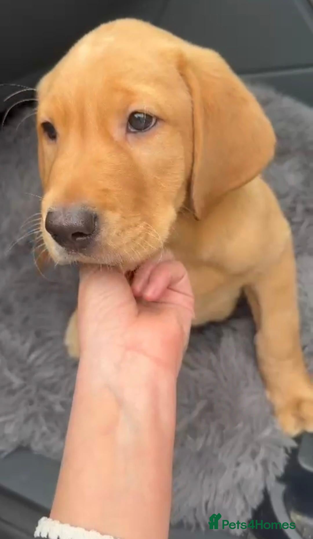Labrador Retriever dogs Lab for sale - Advert 13