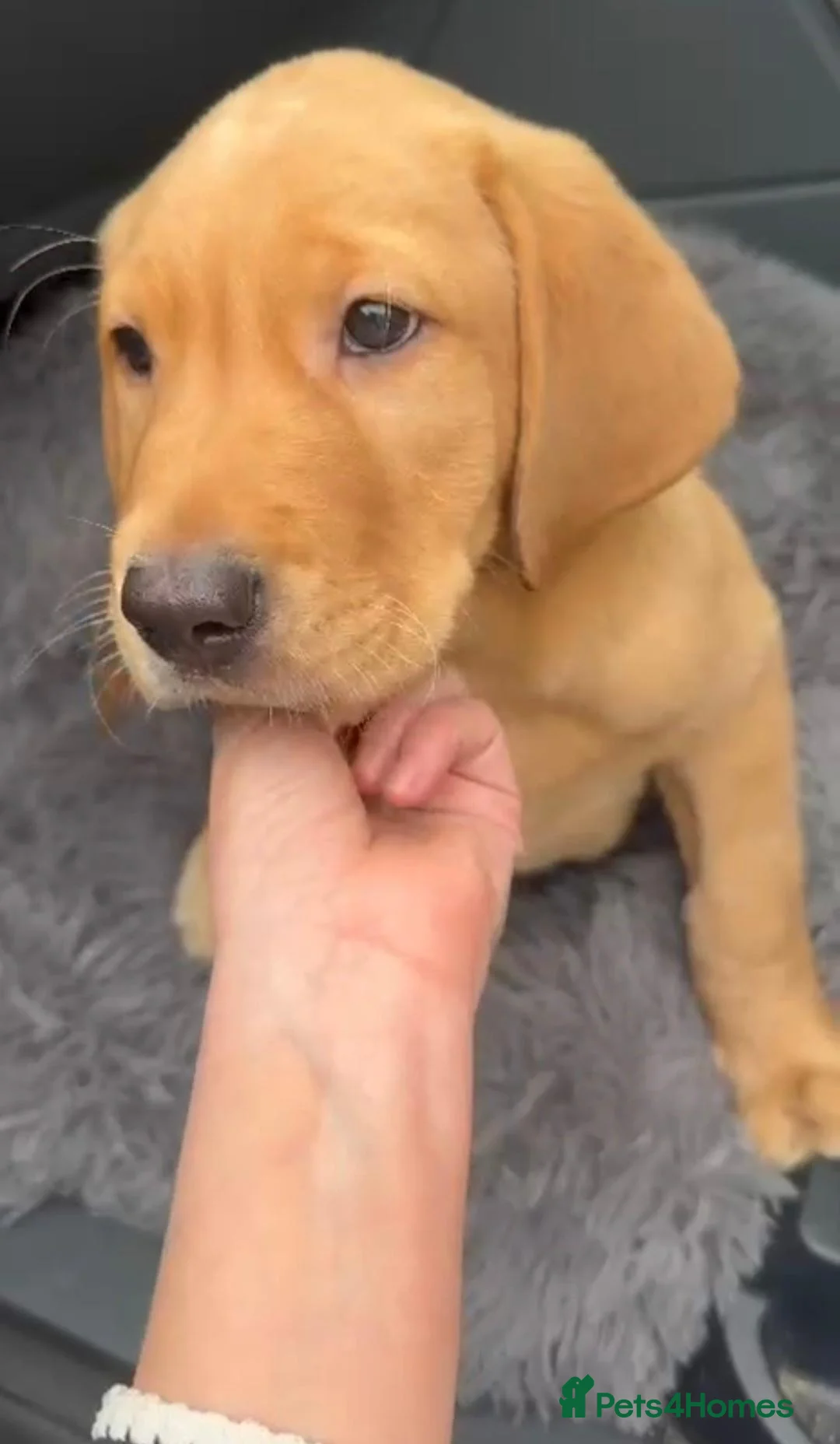 Labrador Retriever dogs for sale: Lab for sale in Penarth - Advert 1