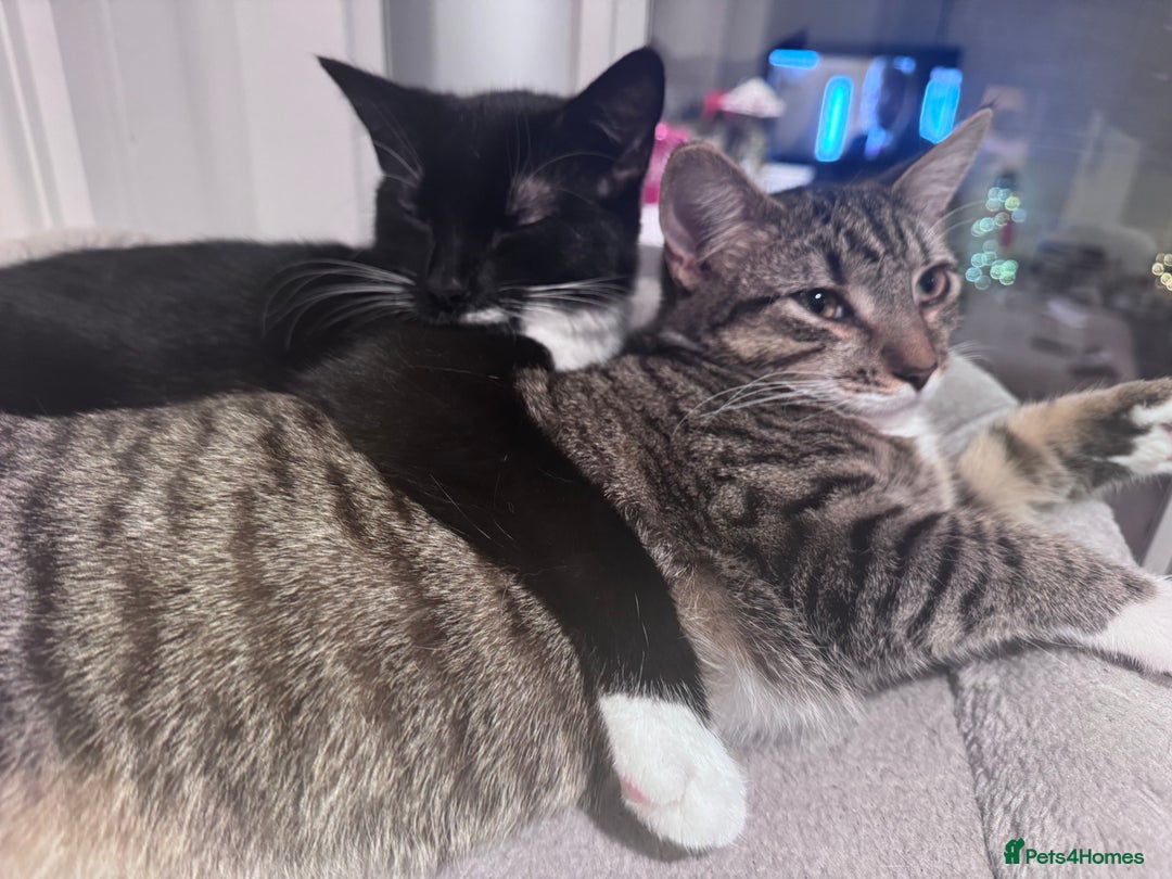 Mixed Breed cats for sale: Two Gorgeous Cats for Sale – Loving Homes Wanted - Advert 12