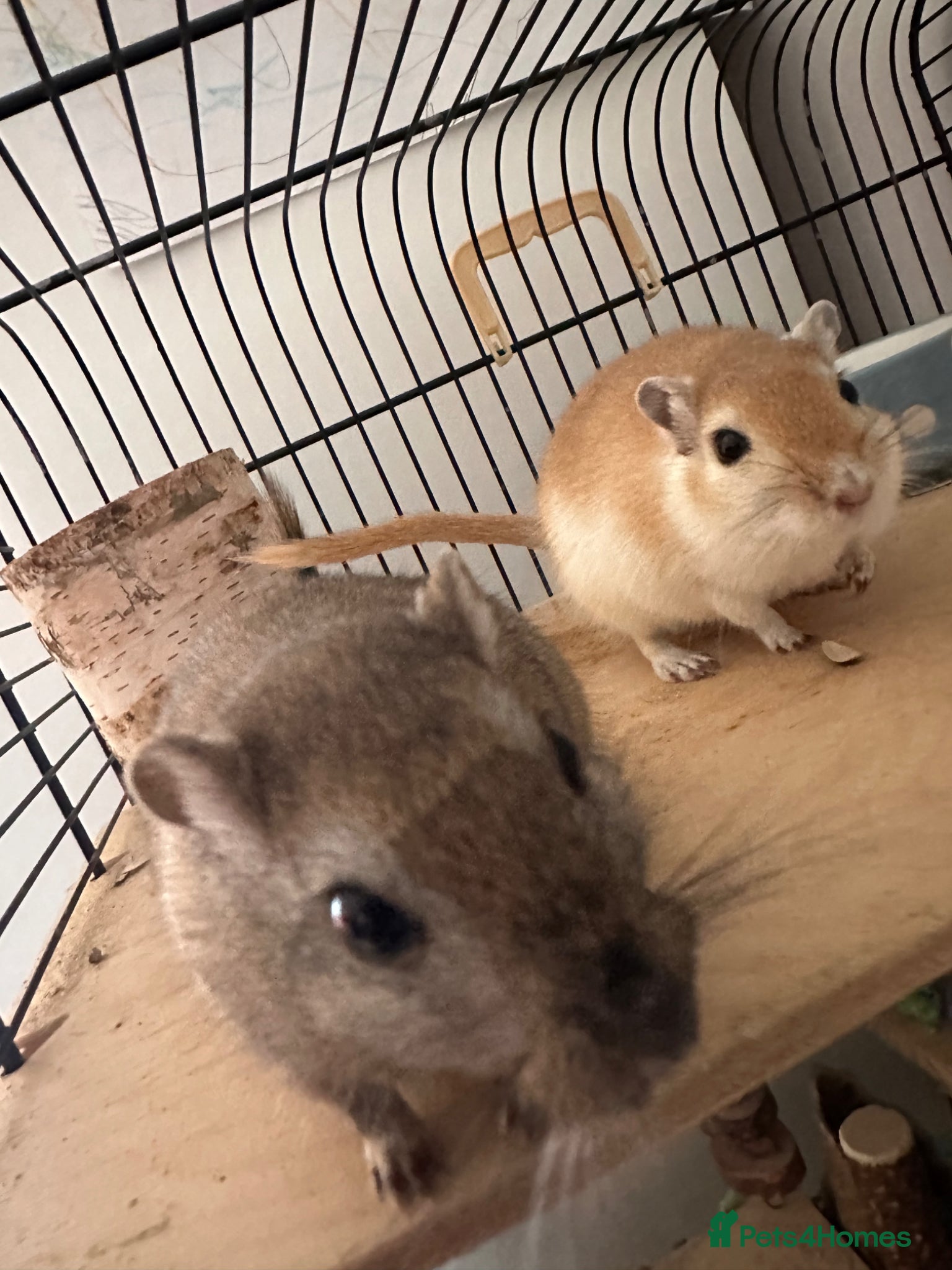 Gerbil rodents for sale: 2 male gerbils (brothers) - Advert 4