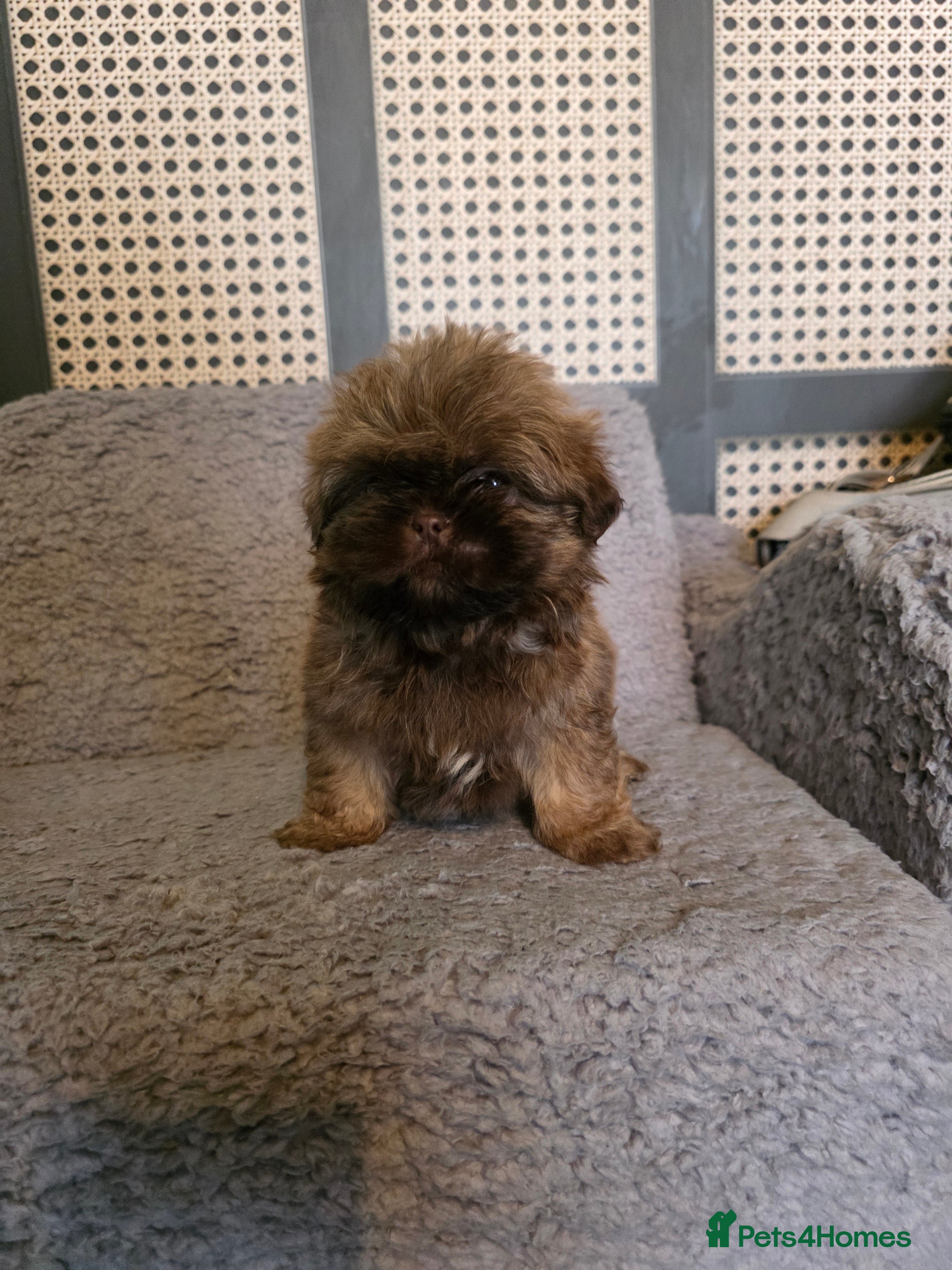 Shih Tzu dogs Beautiful Shih-tzu boys chocolate sabl - Advert 16