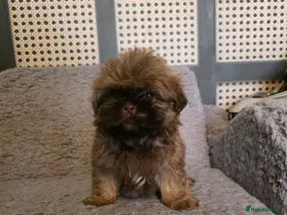 Shih Tzu dogs Beautiful Shih-tzu boys chocolate sabl - Advert 16