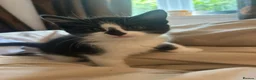 Mixed Breed cats for sale: 4 playful kittens ready to find their forever home - Advert 15